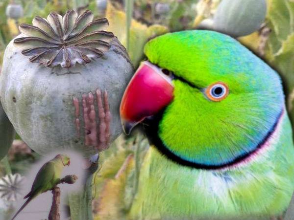 अफीम के डोडे के चीरा लगाने के बाद आते तोते