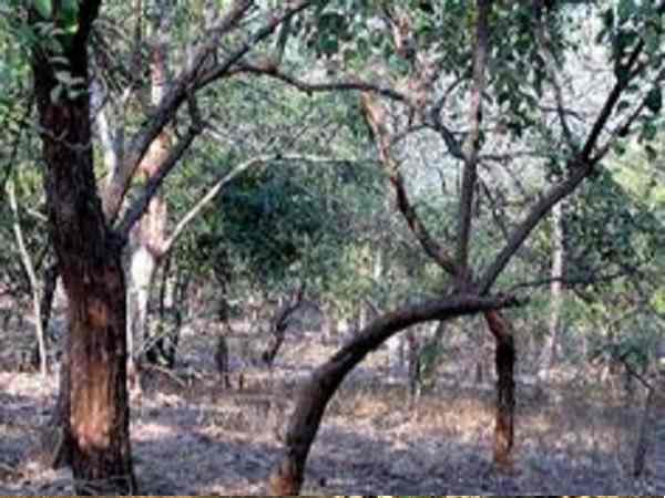 Rajkot, Leopard, sasan gir, forest, gir forest, gujarat forest,Gir National Park, panther, गुजरात, तेंदुआ, पैंथर, सासन गिर, जंगल, राजकोट