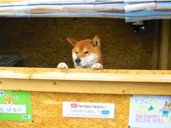 'मैं एक डॉग हूं, आपको खुल्ले नहीं दे सकता'