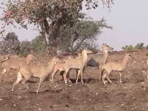 इंसान की तरह नीलगाय को भी चढ़ता है नशा