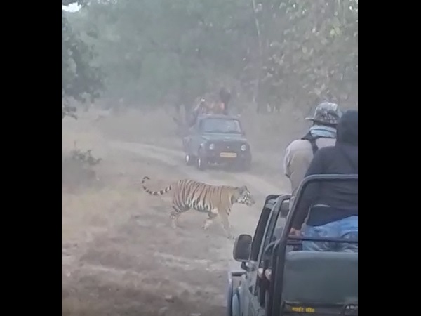 Tiger suddenly reached among tourists in panna tiger reserve Tiger suddenly reached among tourists in panna tiger reserve