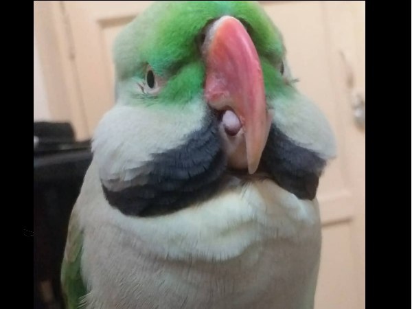 मालकिन के पास 8 साल से है तोता