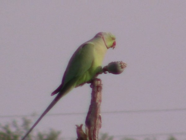 कई जुगाड़ करते हैं किसान