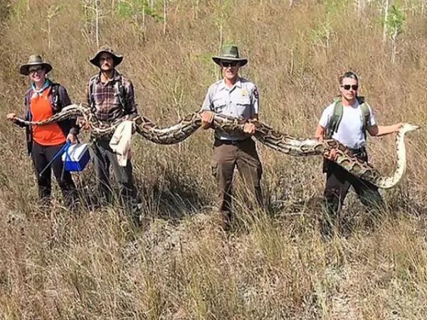 मादा अजगर में मिले 73 विकासशील अंडे