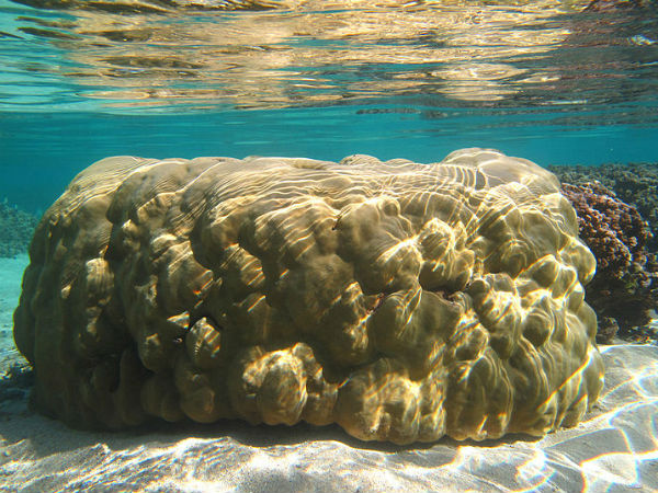 मूंगा धारण करने से भाग्य भाव में वृद्धि होगी