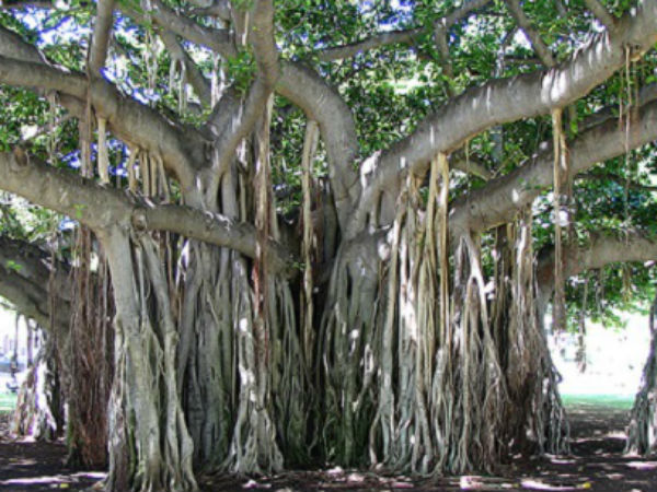 कैसे पहनें वट वृक्ष की जड़ कैसे पहनें वट वृक्ष की जड़