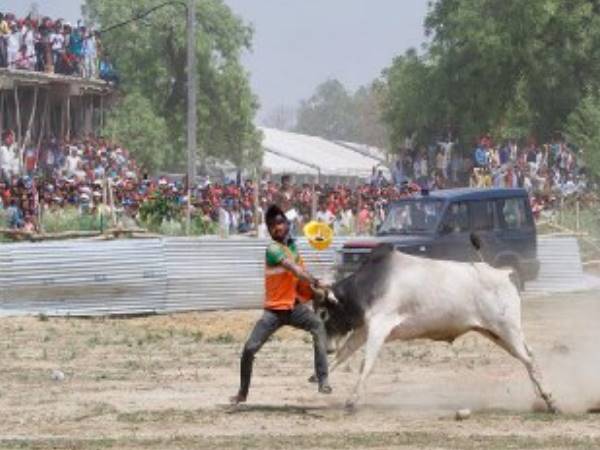 VIDEO: A stray bull created ruckus ahead of SP-BSP-RLD rally in Kannauj today VIDEO: A stray bull created ruckus ahead of SP-BSP-RLD rally in Kannauj today