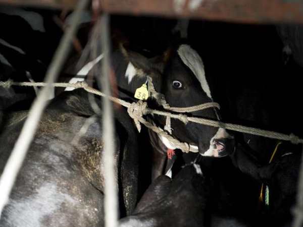 यूपी से बंगाल ले जा रहे थे गायों को, भूसे की तरह ठूंसकर