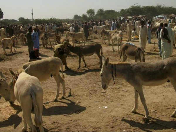 गधों की आबादी के मामले में तीसरा देश 