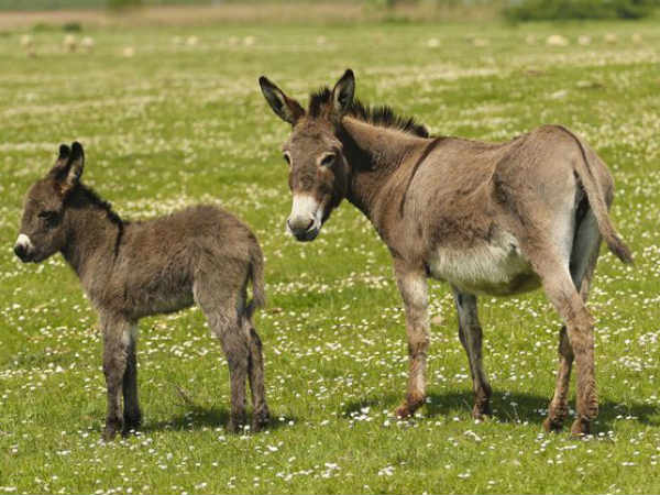 हर दिन बढ़ रही गधों की आबादी 