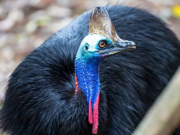 पालतू पक्षी ने ले ली शख्स की जान