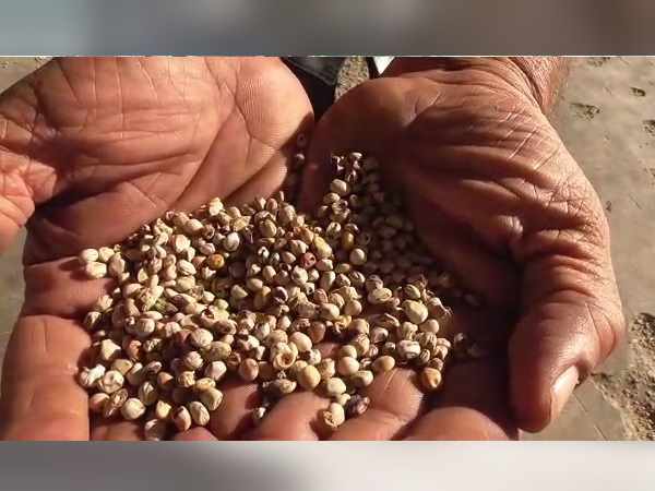 Gujarat: Corruption caught in government-procurement of Arhar pulse