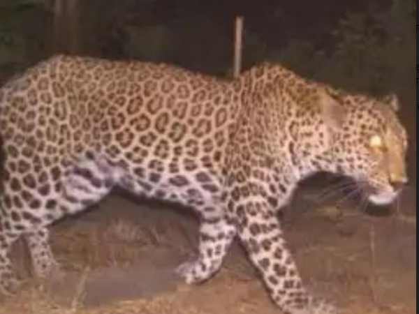 इधर, तेंदुए से पिता को बचाने के लिए भिड़ गया बेटा