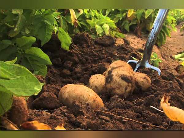 अदालत ने मानीं पेप्सिको की दलीलें, इन 3 किसानों को किया पाबंद