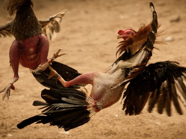 पहले भी आती रही ऐसी अनोखी खबरें पहले भी आती रही ऐसी अनोखी खबरें