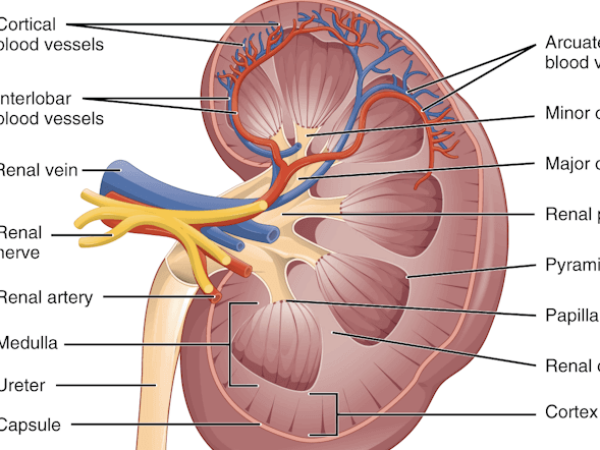 किडनी की बीमारी ठीक करने के लिए पहनें ये रत्न किडनी की बीमारी ठीक करने के लिए पहनें ये रत्न