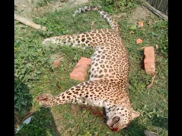 6 लोग घायल 6 लोग घायल