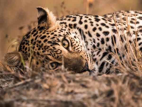 दोनों का चल रहा इलाज