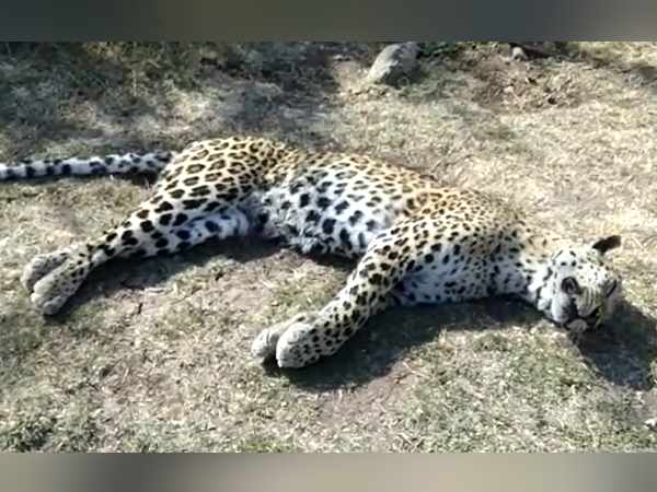 वनविभाग ने पोस्टमॉर्टम के लिए भेजा