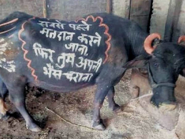 lok sabha elections 2019 voting awareness slogan writing on buffaloes in Guna District lok sabha elections 2019 voting awareness slogan writing on buffaloes in Guna District
