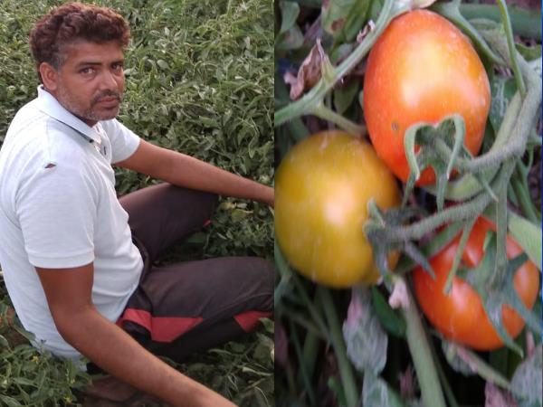 देसी और ऑस्ट्रेलियाई टमाटर की खेती में अंतर