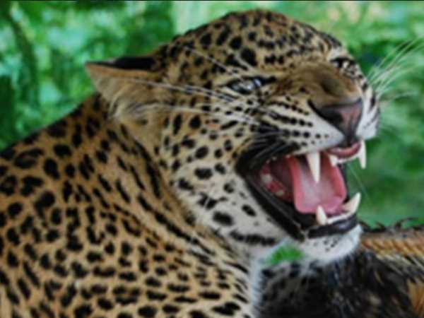 धरमपुर तालुका के जमालिया गाँव की घटना