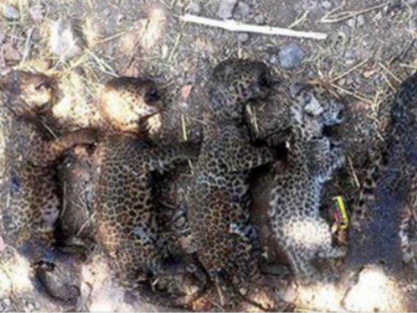 इस इलाके में पाए जाते हैं तेंदुए