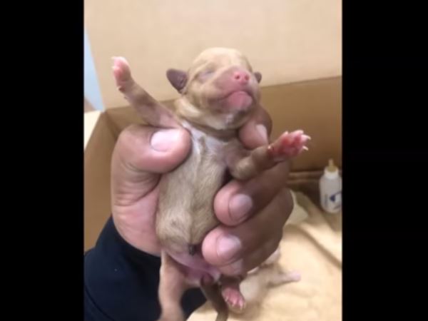  सेंटर में जाने के बाद पपीज की सेहत ठीक