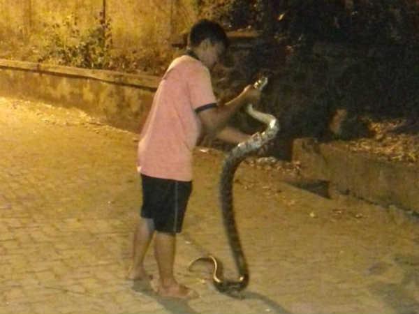 शौच करने गई महिला को टॉयलेट में दिखा 7 फुट लंबा अजगर, हुआ ये हाल शौच करने गई महिला को टॉयलेट में दिखा 7 फुट लंबा अजगर, हुआ ये हाल