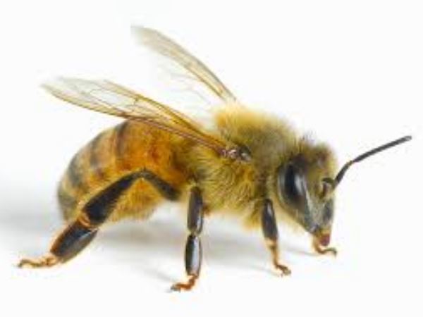 मुश्किल से बची आंखों की रौशनी