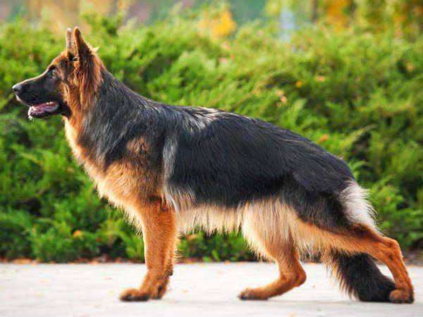 मालिक के लिए लगाई जान की बाजी