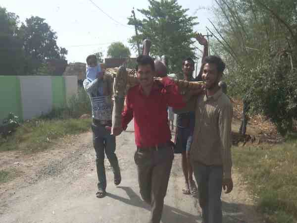 A cow entered in polling booth