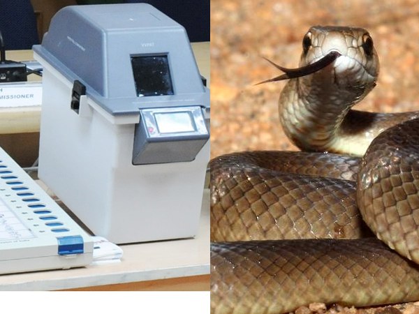 मतदान में हुई देरी, सांप 