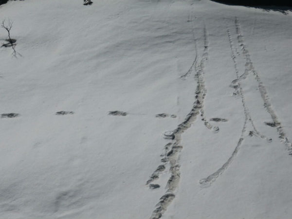 क्‍या होता है येती 