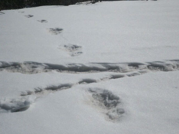 कहां हैं मकालू नेशनल पार्क 