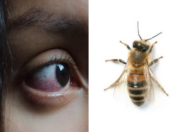 आंसू पीकर जीवित थीं मधुक्खियां