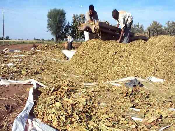 तंबाकू का उत्पादन बढ़ा