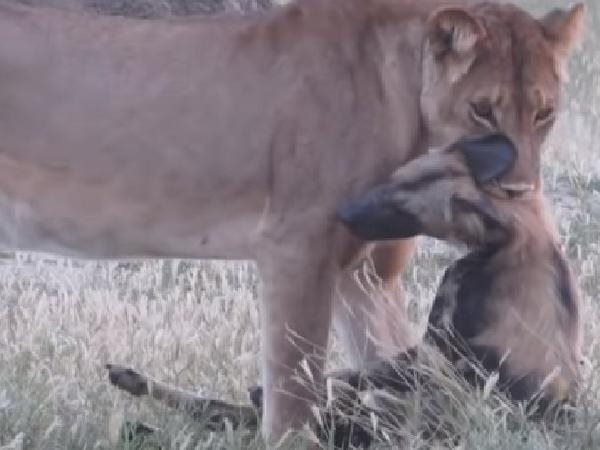  शेरनी के जबड़े में कुत्ते की गर्दन