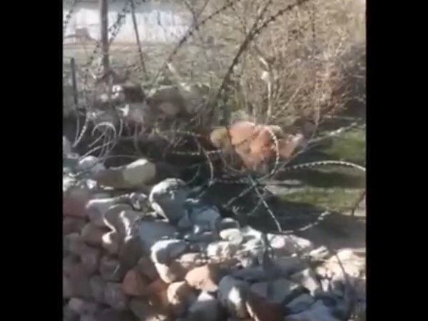 जब जान बचाने के चक्कर में कंटीले तारों में फंस गया भालू