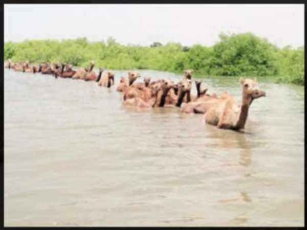 यहां किया मेनका गांधी ने भूमि-पूजन यहां किया मेनका गांधी ने भूमि-पूजन