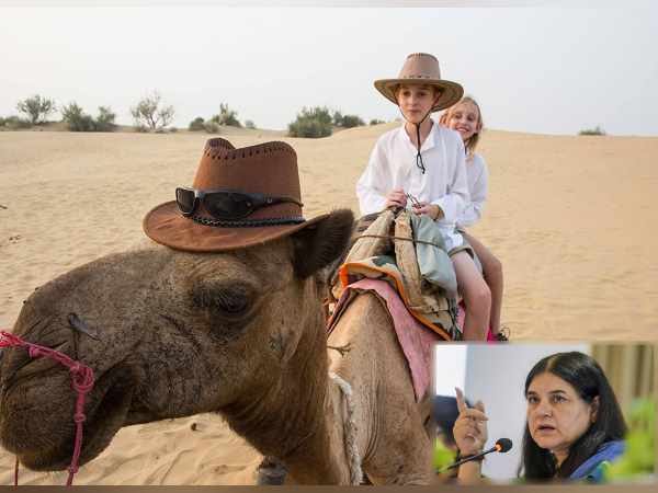 लगातार कम हो रहे खारई प्रजाति के ऊंट लगातार कम हो रहे खारई प्रजाति के ऊंट