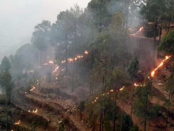 ग्रामीण महिलाएं किस उपयोग में लाती है पिरूल