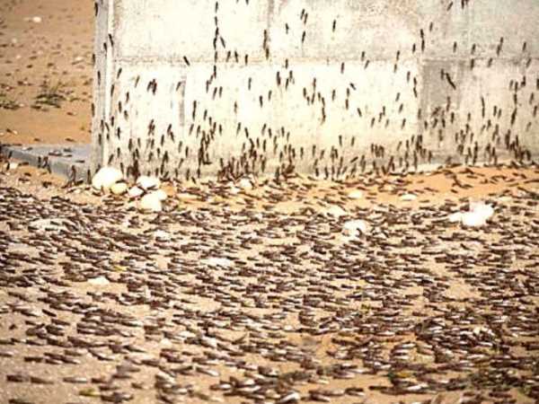 Churu on Alert for Tiddi Attack 