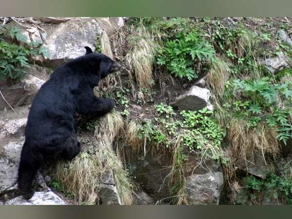 जानवरों से फसलें बचाने के लिए किसानों को करना पड़ रहा रतजगा