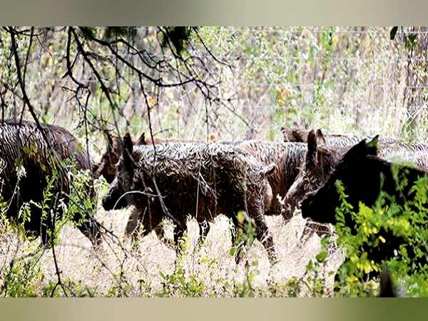 उत्तराखंड में चमोली के 400 गांवों में जंगली सुअरों का आतंक