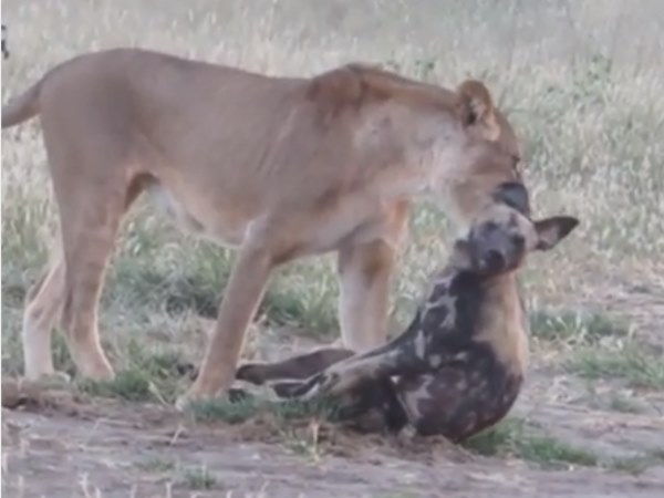 ऐसे बची जान