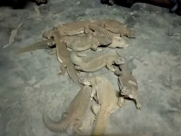 spiny tailed lizard Hunter arrested in jaisalmer spiny tailed lizard Hunter arrested in jaisalmer