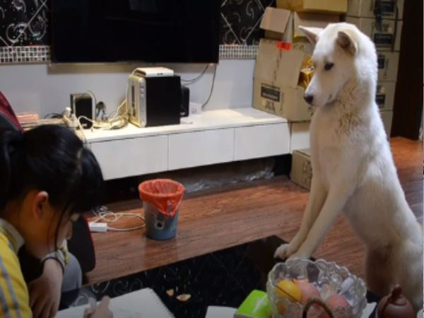  पिता ने बेटी के लिए दी है कुत्ते को ट्रेनिंग 