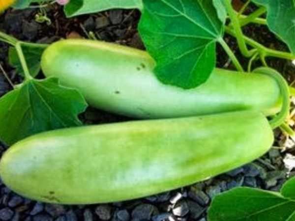 जानें क्या है माजरा