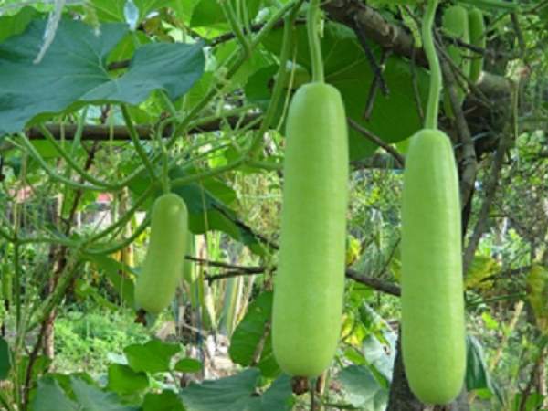 ऐसे सुलझी गुत्थी